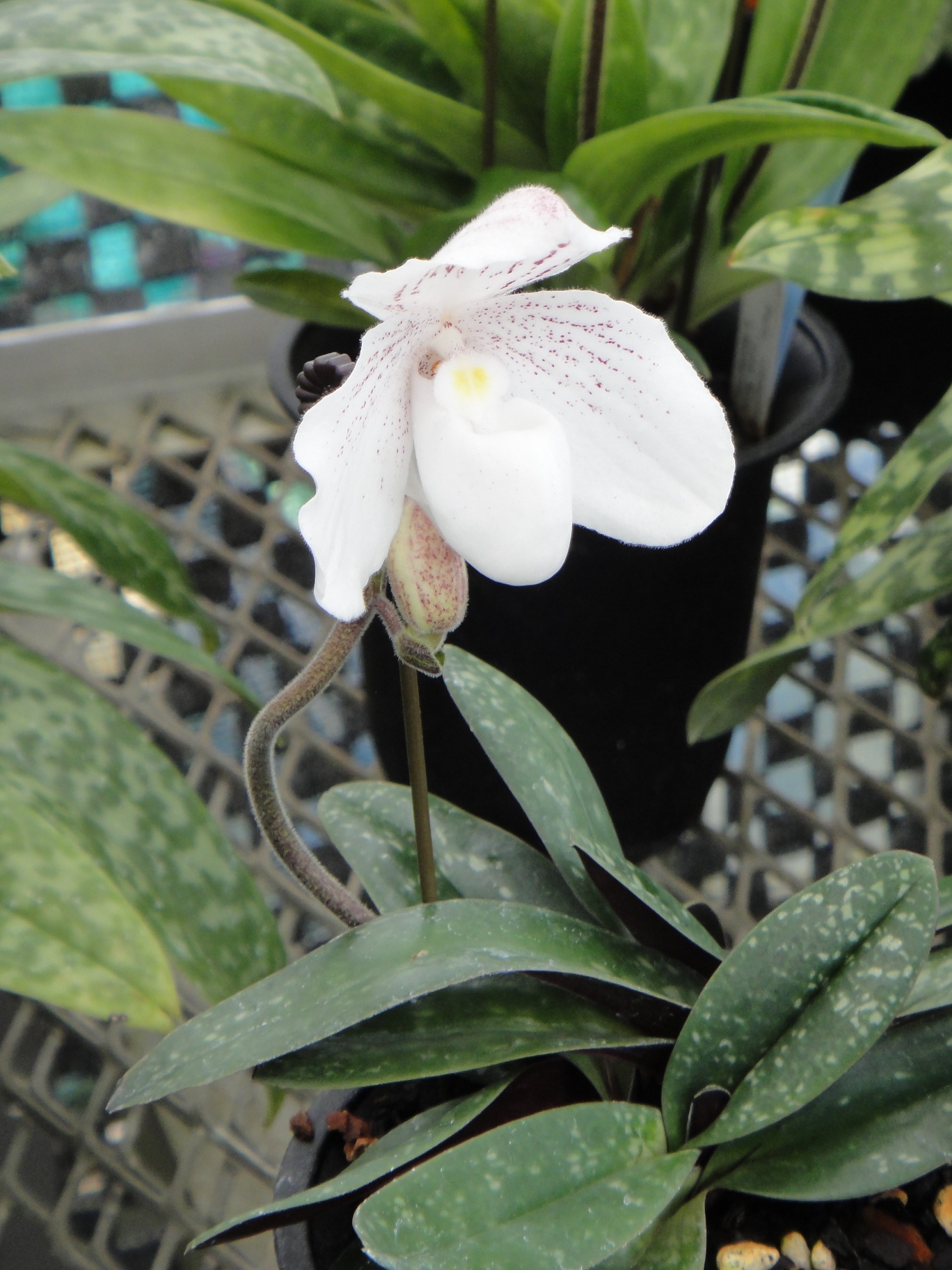 paphiopedilum-niveum-reichenbach-f-stein